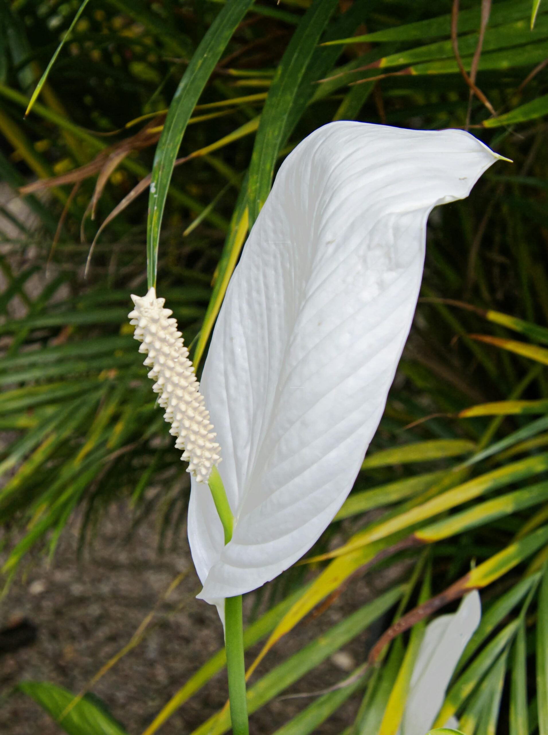 Peace Lily: Highly sensitive to moisture levels, peace lilies will droop and suffer root rot if left exposed to relentless rain. Move your pot indoors near a bright window, allowing the soil to dry out significantly between your manual watering sessions. Peace Lily: Highly sensitive to moisture levels, peace lilies will droop and suffer root rot if left exposed to relentless rain. Move your pot indoors near a bright window, allowing the soil to dry out significantly between your manual watering sessions.