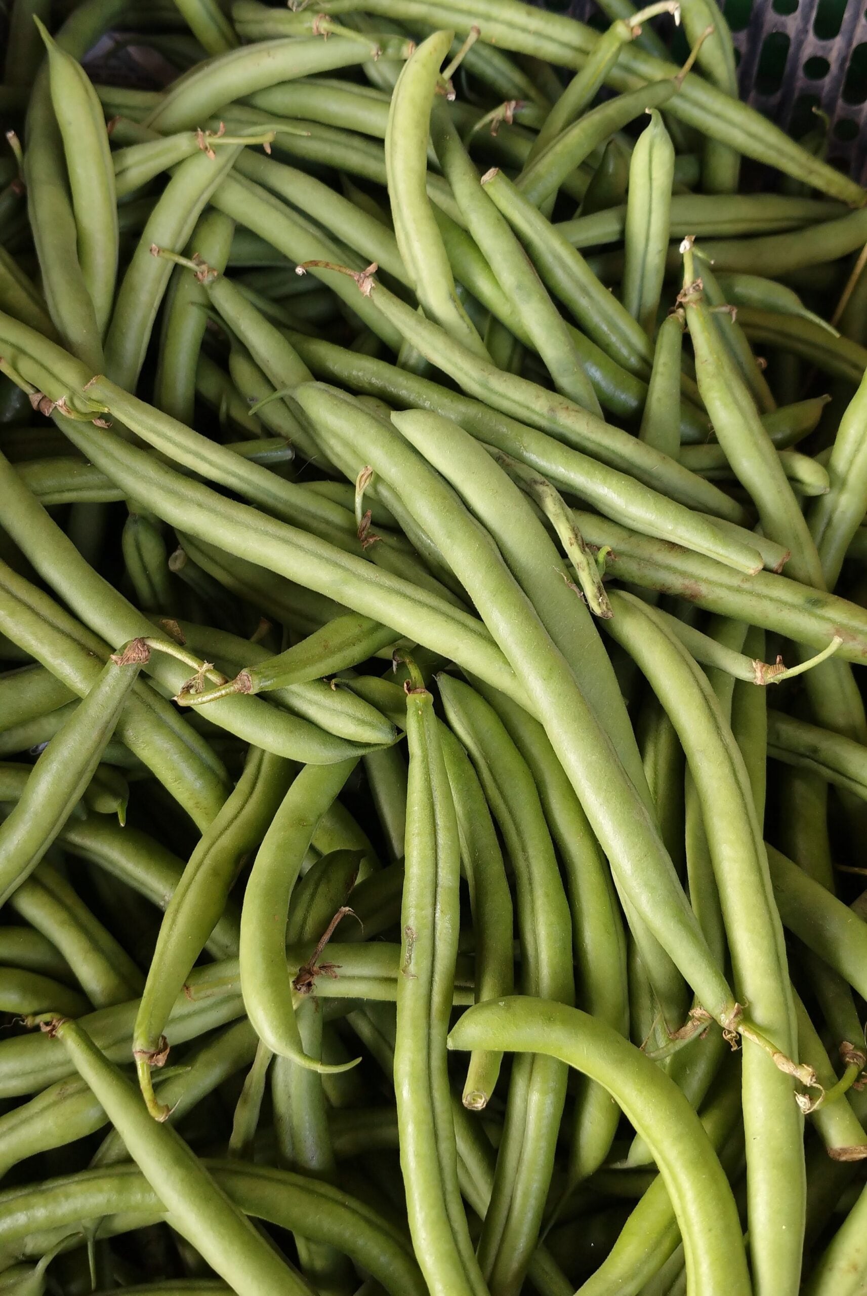 8. Beans: Both cluster beans and French beans perform exceptionally well in rainy weather. They are excellent for beginners because they fix nitrogen into your garden soil, improving its overall health while yielding a steady crop of tender, delicious pods.