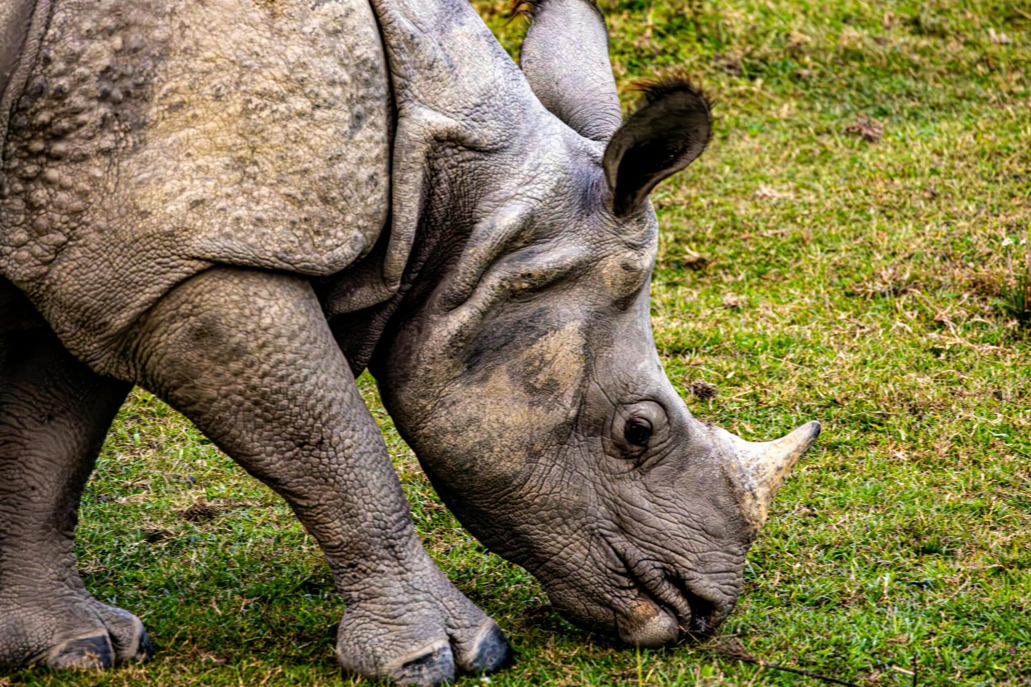 Javan Rhino: With zero individuals left in captivity and roughly 70 remaining in the wild, the Javan rhino is exceptionally vulnerable. Confined entirely to Indonesia’s Ujung Kulon National Park, the species is severely threatened by disease, natural disasters, and poaching.