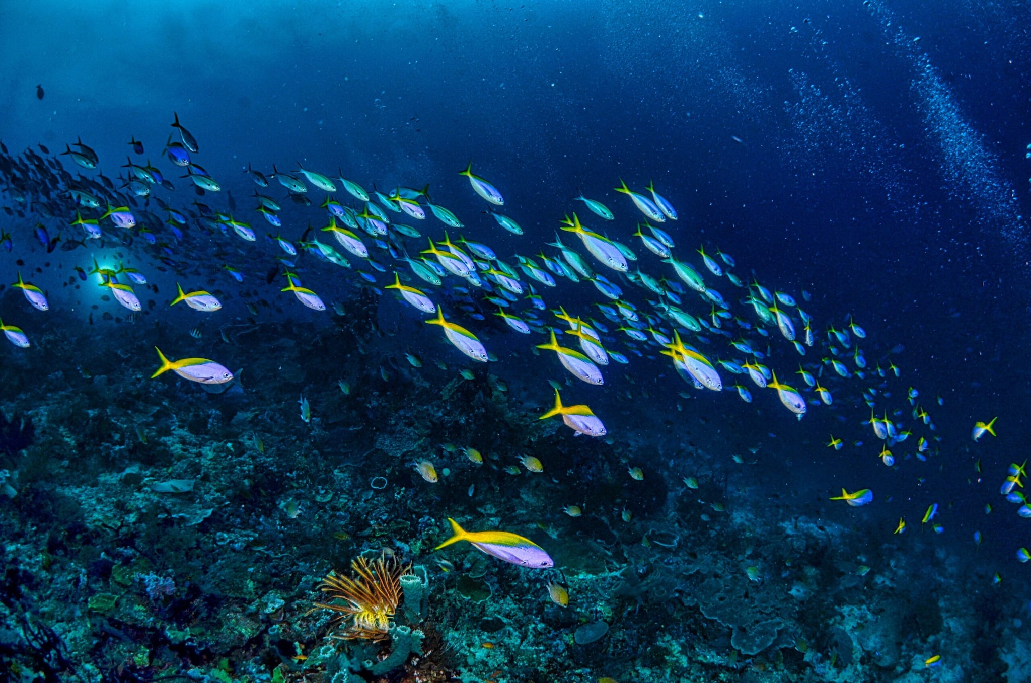  The Ghol Fish is called the “Gold of the Sea”. It has a shiny golden-brown body. This rare fish lives in the Arabian Sea near Maharashtra and Gujarat. Some are also found in Indo-Pacific waters. A grown Ghol fish can be around 1.5 meters long and weighs around 20-35 kg. The giant ones can exceed 300 kg. 