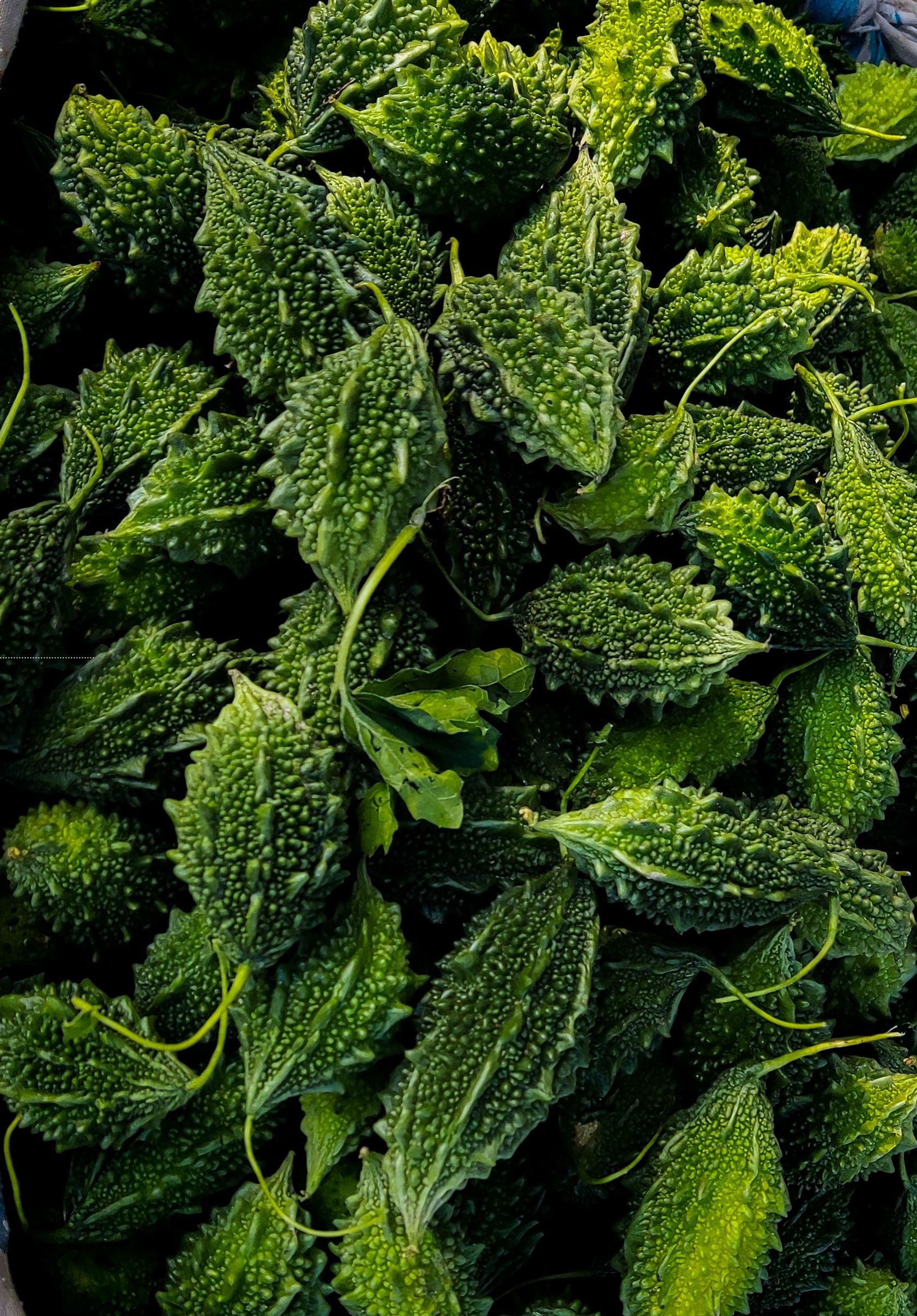 Swap Leafy Greens for Gourd Vegetables; Spinach and cabbage collect mud and dampness, making them breeding grounds for monsoon pests. Switch them out for fresh bottle gourd, bitter gourd, or ridge gourd. These seasonal vegetables are naturally pest-resistant, incredibly light on the stomach, and water-soluble.