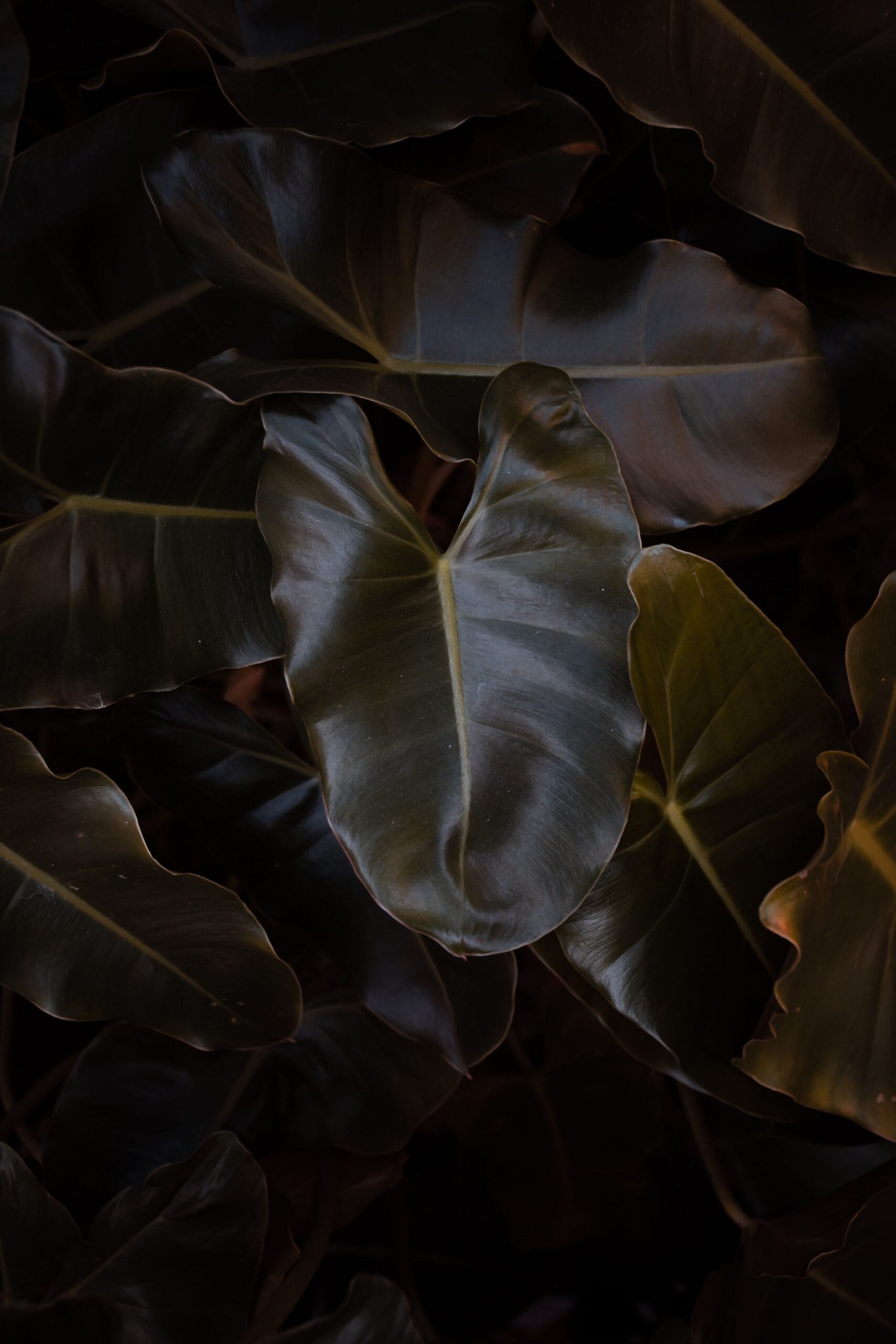 Black Cardinal Philodendron with dark burgundy and black toned leaves