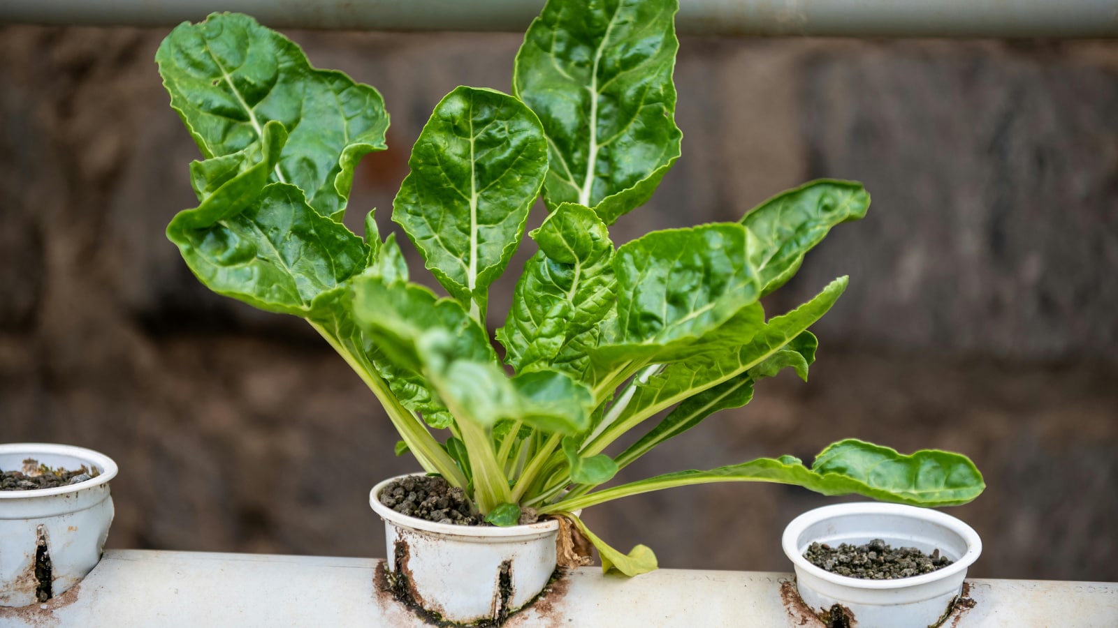 How To Grow Spinach At Home: A Step-By-Step Guide For Beginners