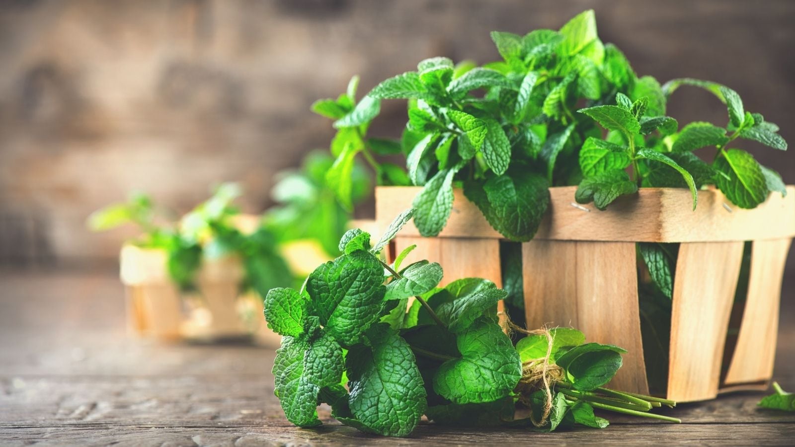 Mint: Menthol and carnosic acid make mint a stellar antioxidant herb for aiding digestion and cooling inflammation. Fast growing and resilient, it spreads easily in containers, providing a continuous supply of refreshing leaves for brewing herbal teas, summer drinks, and salads.