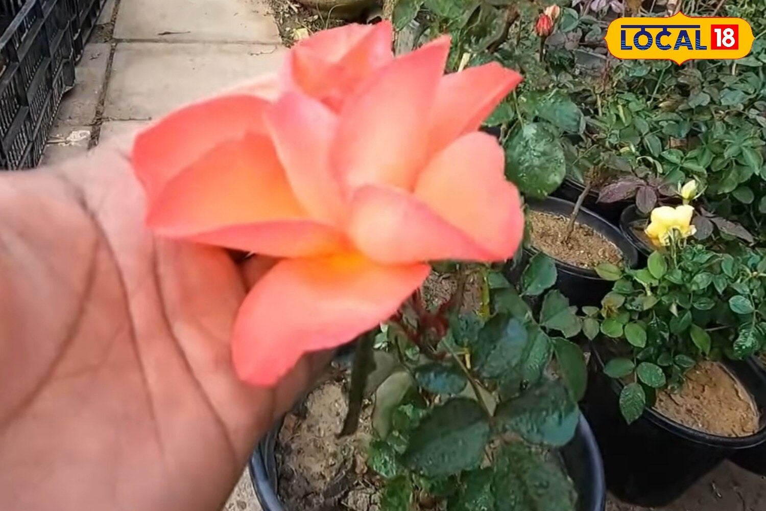 5 Best Rose Varieties To Grow During The Monsoon For A Colourful, Fragrant Garden 2