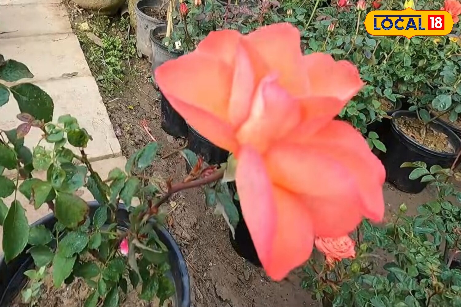 5 Best Rose Varieties To Grow During The Monsoon For A Colourful, Fragrant Garden 3