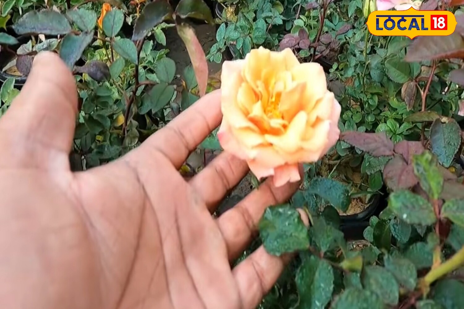 5 Best Rose Varieties To Grow During The Monsoon For A Colourful, Fragrant Garden 4