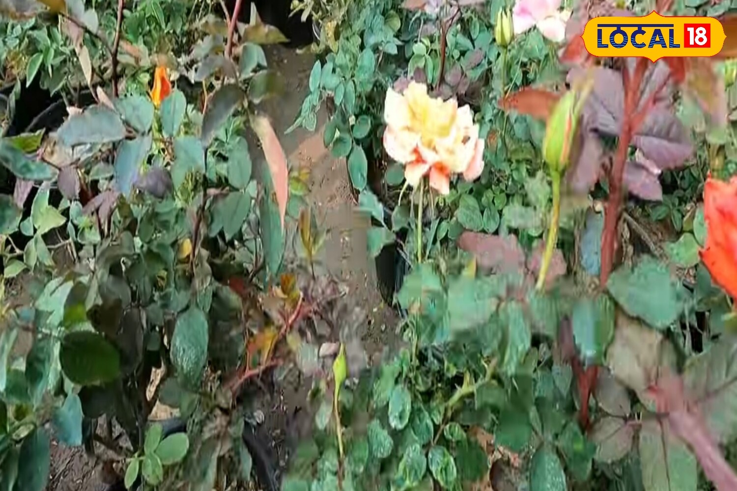 5 Best Rose Varieties To Grow During The Monsoon For A Colourful, Fragrant Garden 9