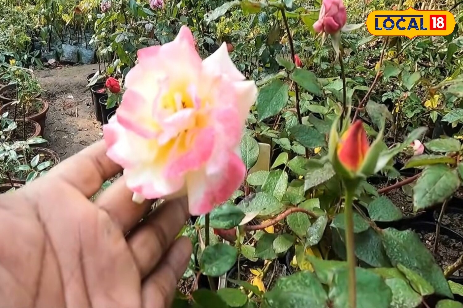 5 Best Rose Varieties To Grow During The Monsoon For A Colourful, Fragrant Garden 5