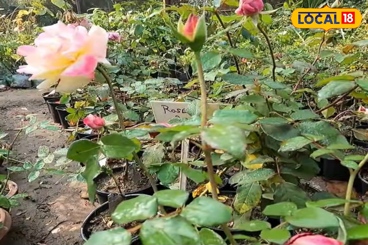 5 Best Rose Varieties To Grow During The Monsoon For A Colourful, Fragrant Garden 6