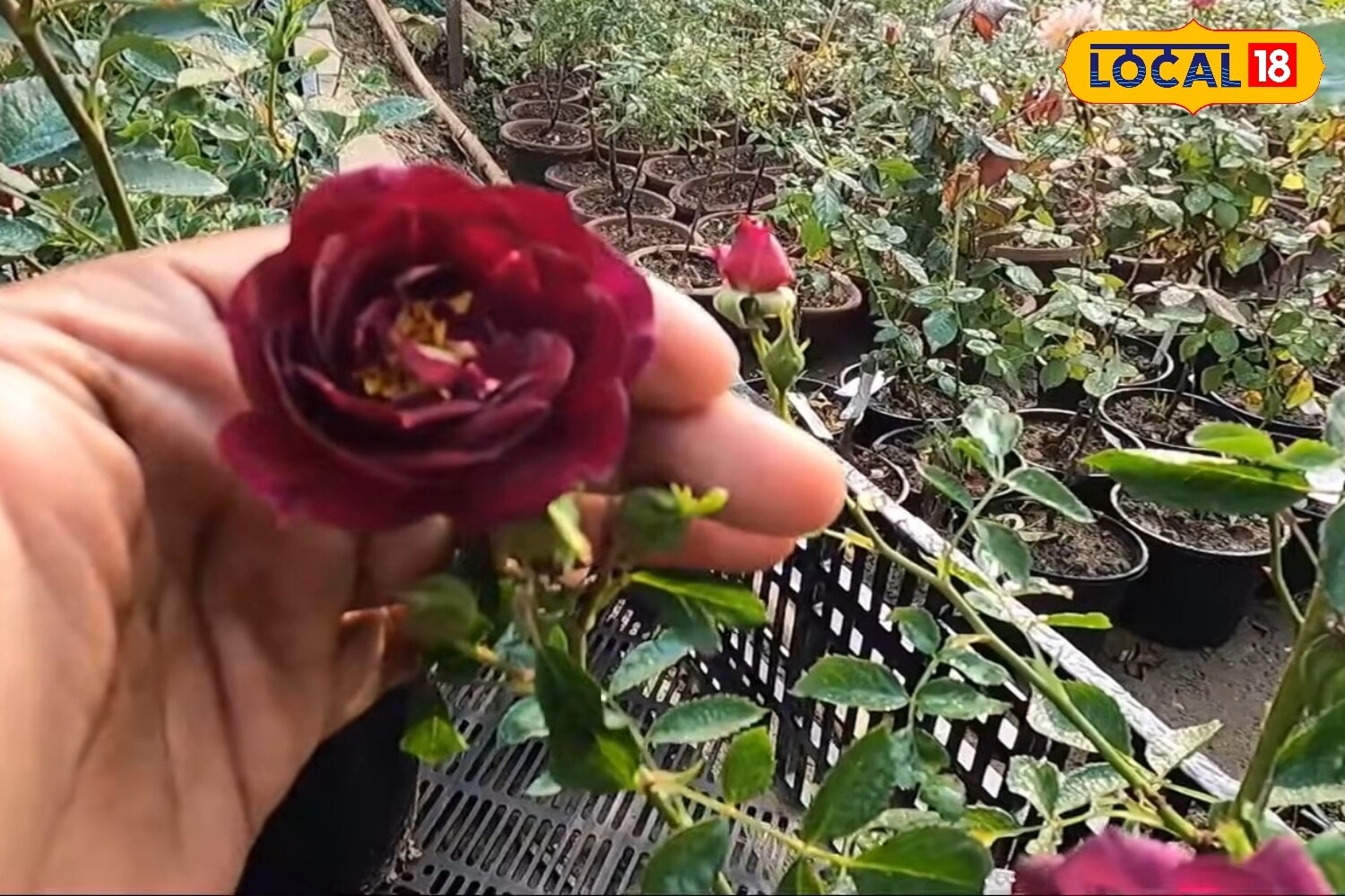 5 Best Rose Varieties To Grow During The Monsoon For A Colourful, Fragrant Garden 7