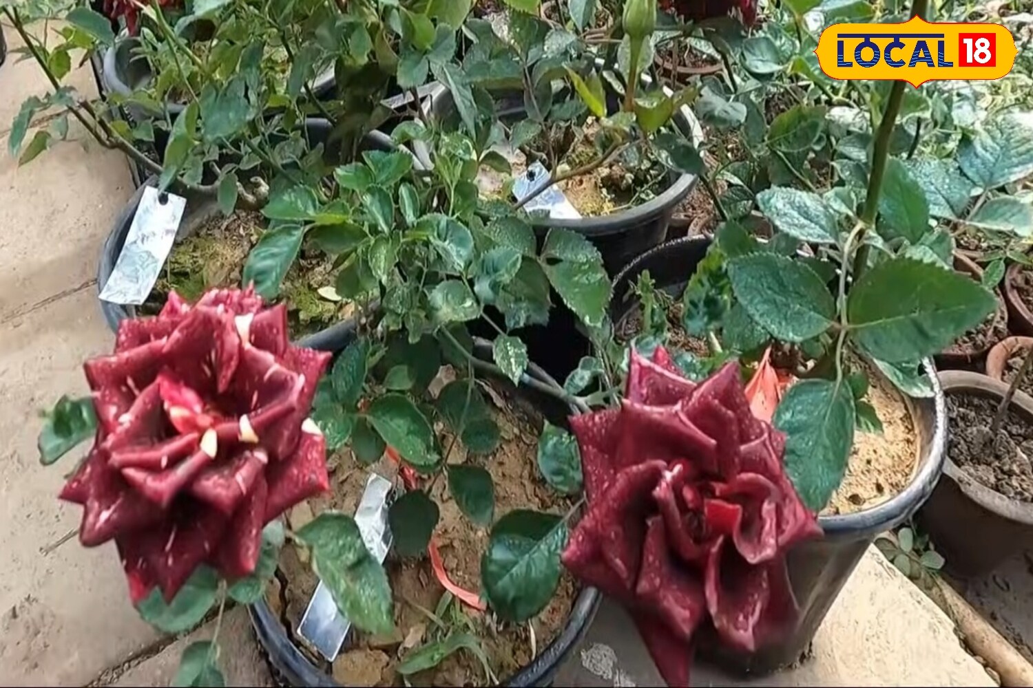 5 Best Rose Varieties To Grow During The Monsoon For A Colourful, Fragrant Garden 8