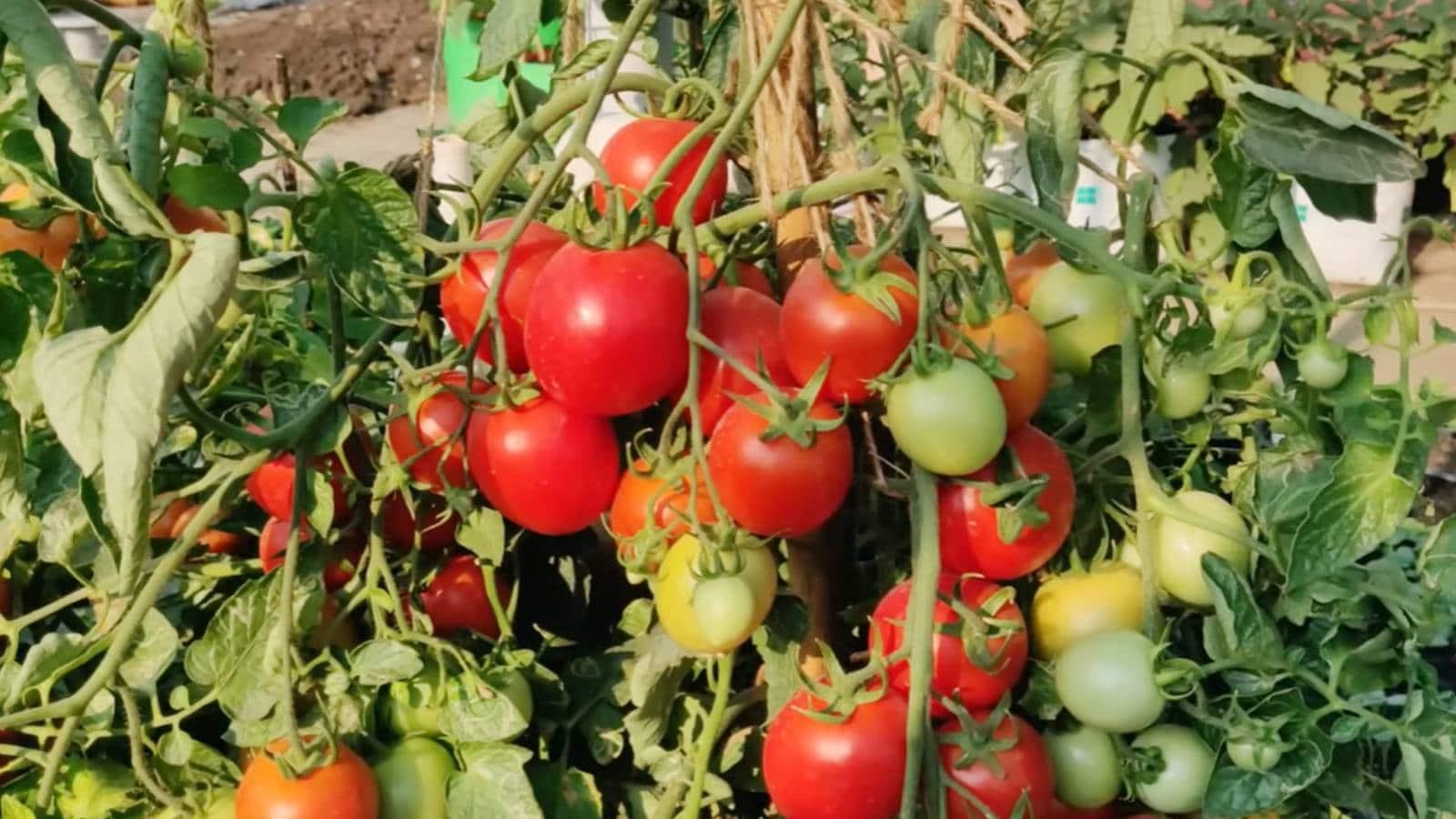 Tomatoes: Although commonly treated as a vegetable, tomatoes are biologically fruits that contain high levels of tannic acid. Consuming them without other food increases acidity in your stomach, which can easily trigger gastric ulcers, painful irritation, and chronic acid reflux symptoms.