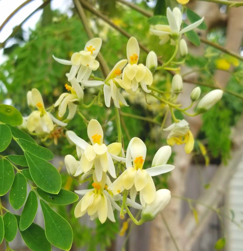 Moringa Flowers (Sahjan ke Phool): While moringa leaves are famous, the delicate flowers blossom during seasonal transitions. These edible blooms possess incredibly potent antimicrobial and antiviral properties, making them highly effective at warding off sudden seasonal colds, painful throat infections, and harmful monsoon flu viruses. Moringa Flowers (Sahjan ke Phool): While moringa leaves are famous, the delicate flowers blossom during seasonal transitions. These edible blooms possess incredibly potent antimicrobial and antiviral properties, making them highly effective at warding off sudden seasonal colds, painful throat infections, and harmful monsoon flu viruses.