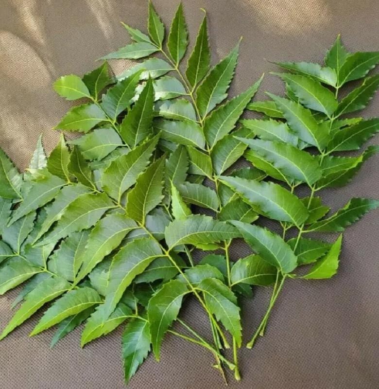 Burn Neem Leaves Or Use Essential OilsNeem has long been used in traditional Indian households as a natural insect repellent. Burning dried neem leaves outdoors (where safe and permitted) or diffusing neem, citronella, eucalyptus or lemongrass essential oils indoors can help discourage mosquitoes. Always dilute essential oils properly and keep them away from pets and young children unless they're known to be safe.