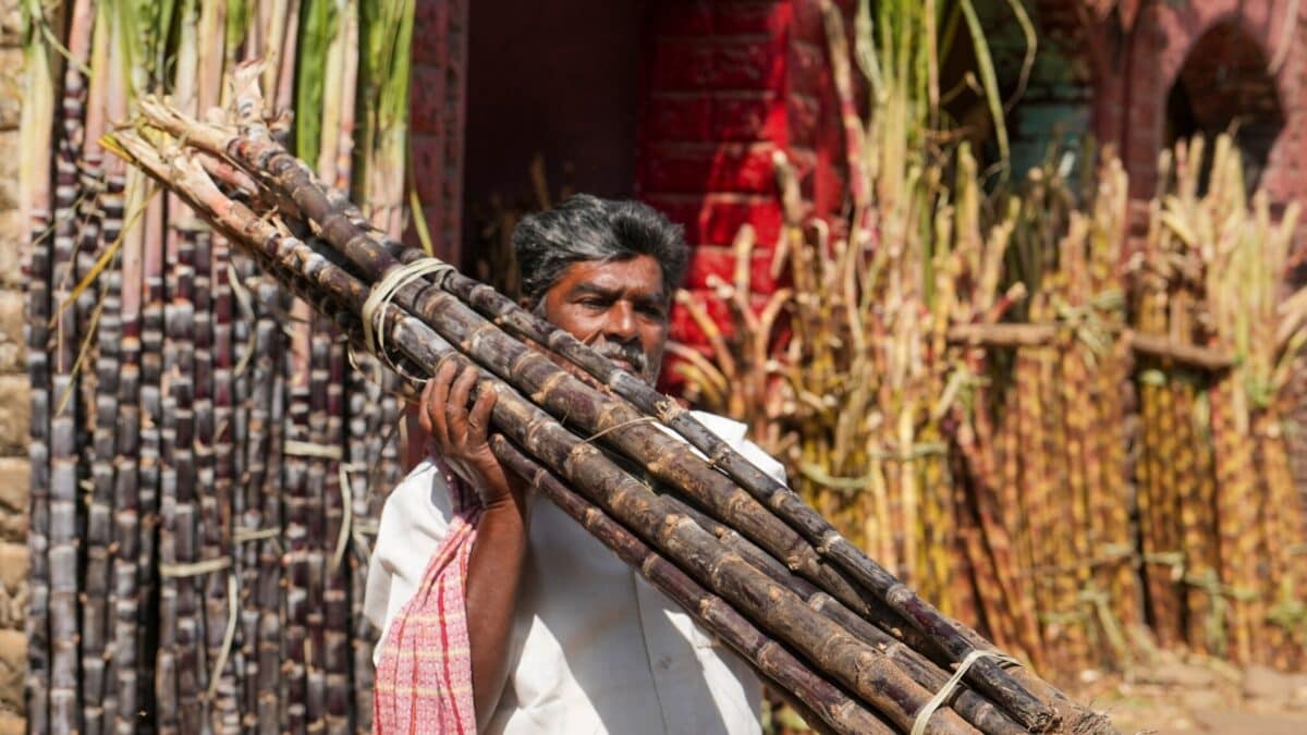 Yogi Govt To Roll Out Mega Statewide Social Security Drive For Sugarcane Farmers