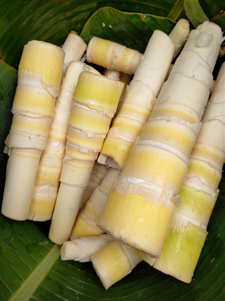 Bamboo Shoots: Fresh bamboo shoots emerge during the wet monsoon months, particularly in Northeast India. High in dietary fiber and low in calories, they are excellent for gut health, lowering cholesterol, and maintaining a strong digestive tract during the sluggish rainy season. Bamboo Shoots: Fresh bamboo shoots emerge during the wet monsoon months, particularly in Northeast India. High in dietary fiber and low in calories, they are excellent for gut health, lowering cholesterol, and maintaining a strong digestive tract during the sluggish rainy season.
