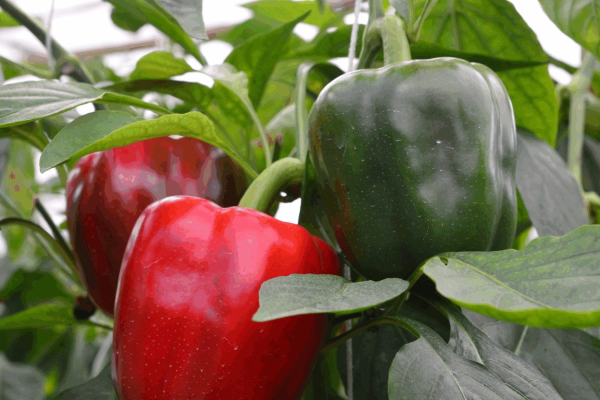 Kitchen Garden Hack: How To Grow Bell Peppers At Home In Pots