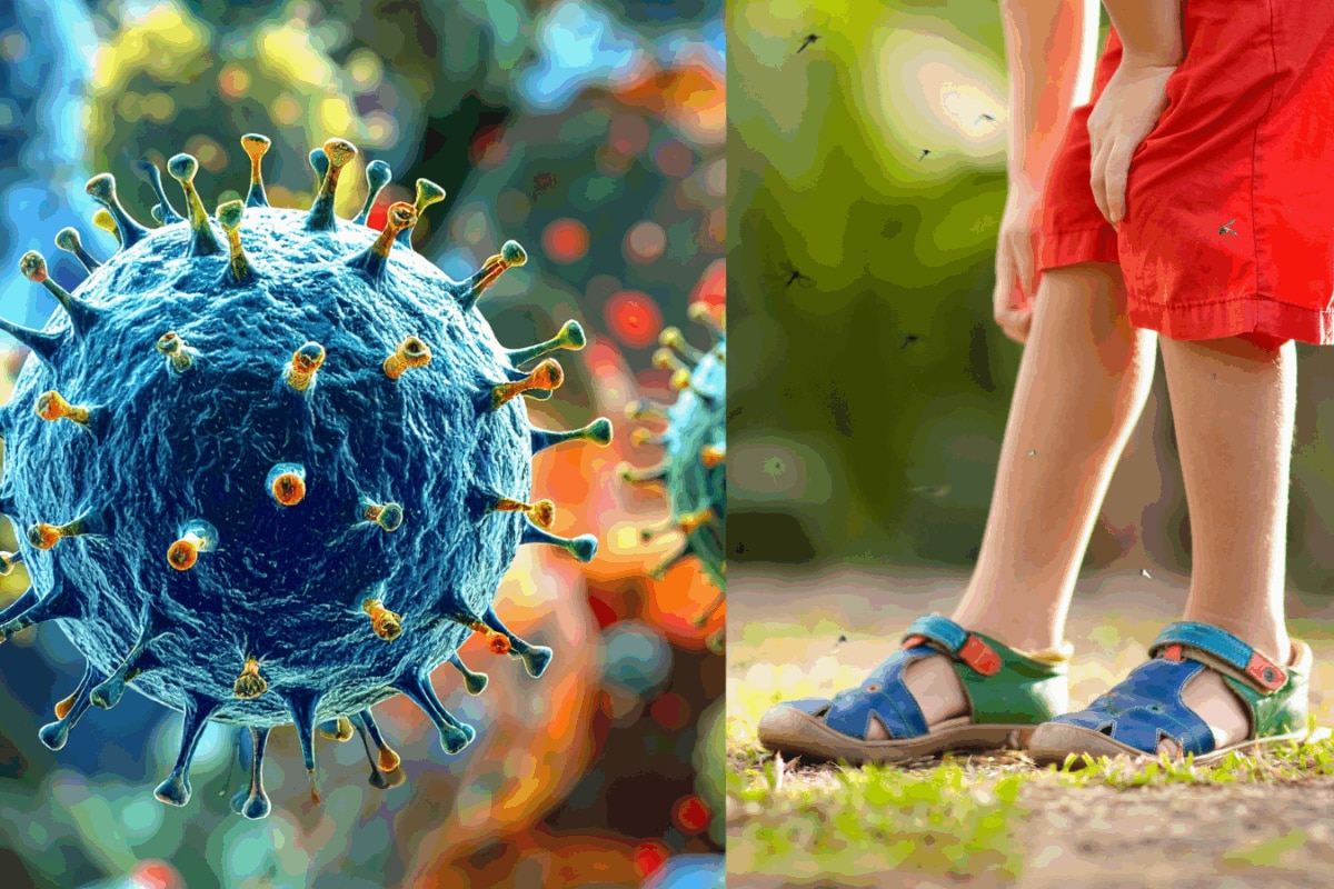 Chandipura Virus In Gujarat Kills Three Children: All About The Rare Brain  Infection, Symptoms And Preventive Measures | Health and Fitness News -  News18