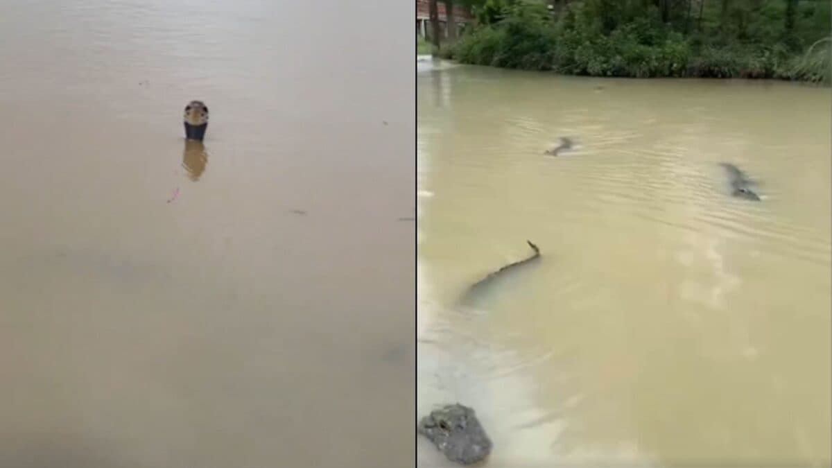 Hundreds Of Snakes, Alligators Out On Streets In Flood-Hit Chinese City | Video