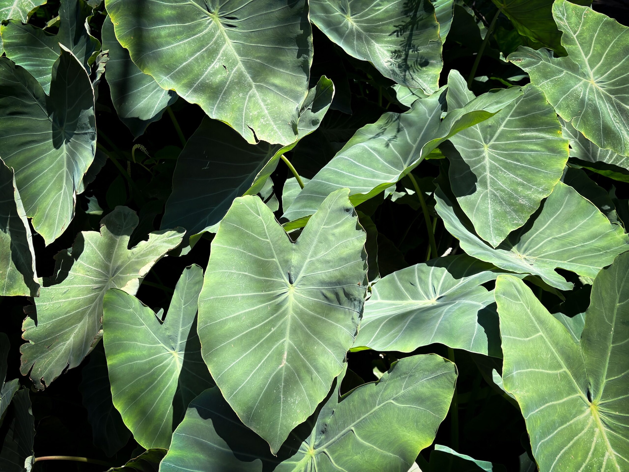 Colocasia Leaves (Arbi ke Patte): While the roots are eaten all year, these large, heart shaped leaves thrive in the damp monsoon climate. Rich in iron, vitamin C, and beta carotene, they are famously rolled into delicious pinwheels called patra, which actively promote healthy vision. Colocasia Leaves (Arbi ke Patte): While the roots are eaten all year, these large, heart shaped leaves thrive in the damp monsoon climate. Rich in iron, vitamin C, and beta carotene, they are famously rolled into delicious pinwheels called patra, which actively promote healthy vision.