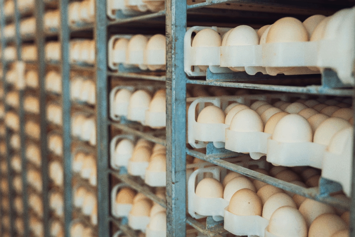 Which Place Is Known As The Egg City Of India?