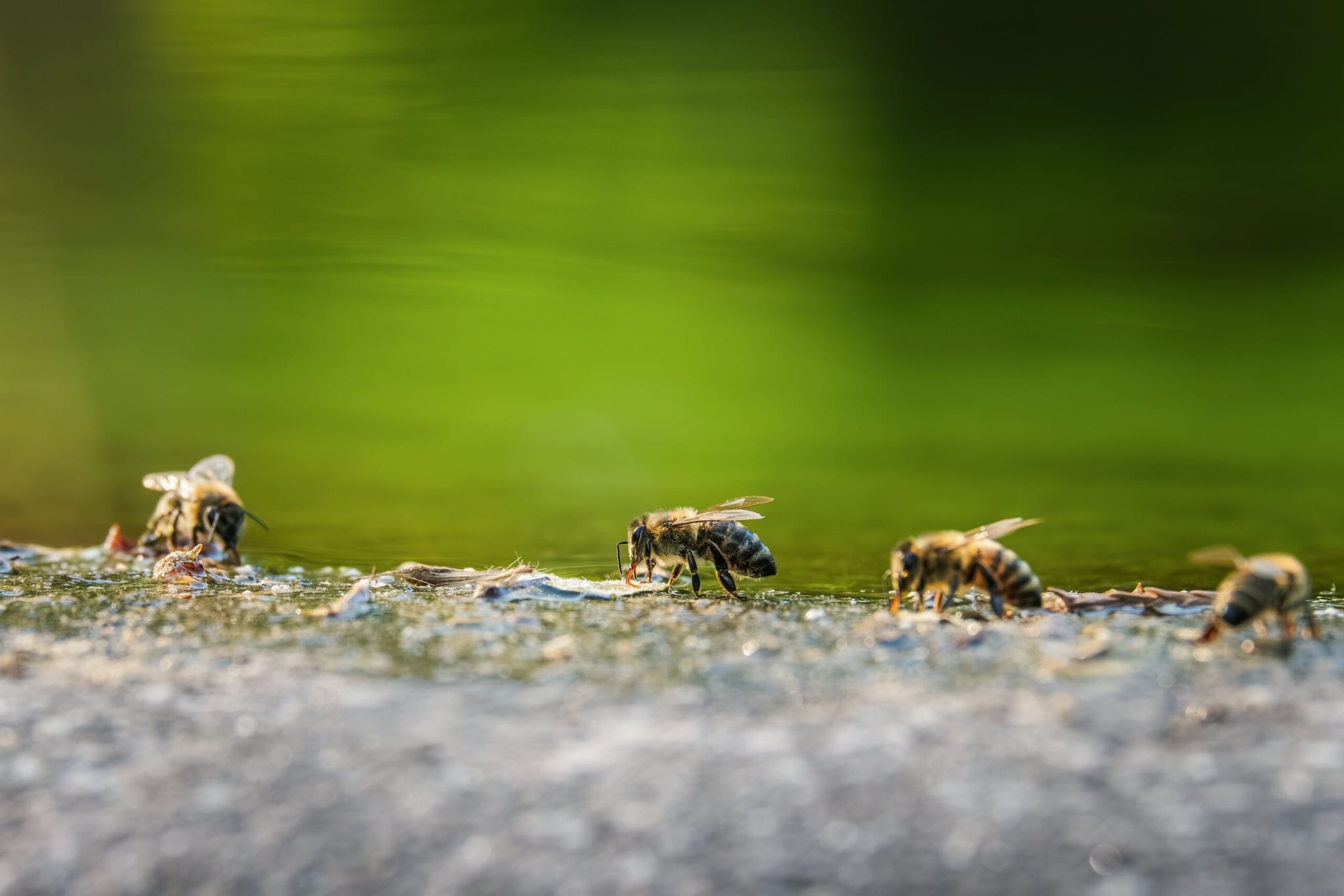 Bees returning early to their hives and spiders hurriedly repairing their webs were treated as further warnings of changing weather. Furthermore, smoke from evening cooking that stayed low instead of rising freely was seen as a sign of increasing moisture in the air. (Image: Pexels)