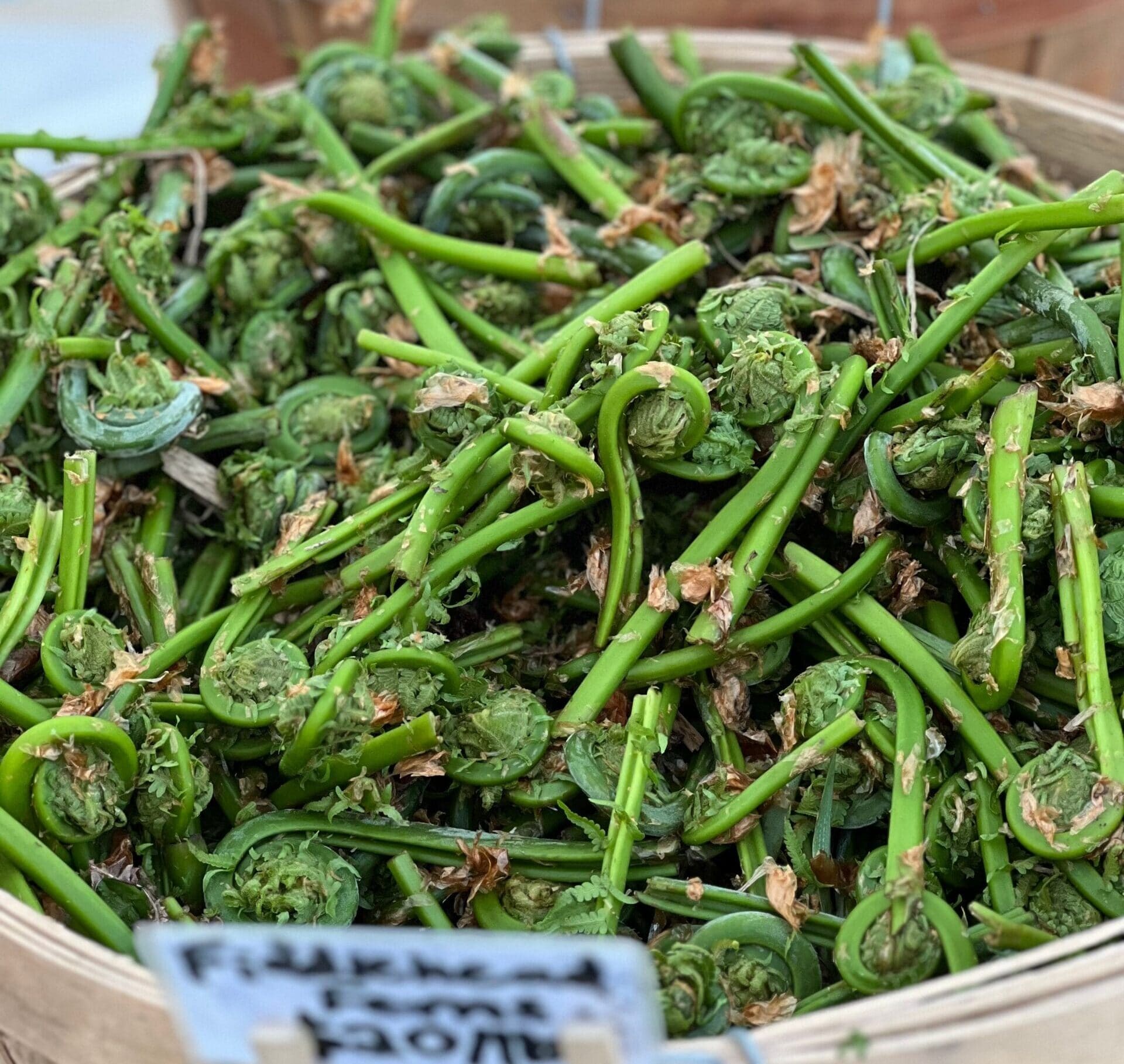 Lingri (Fiddlehead Ferns): Harvested from the wild Himalayan slopes during heavy rains, these tightly coiled green fronds are a rare seasonal delicacy. They are packed with essential fatty acids, iron, and vitamin A, helping to combat inflammation and boost your overall gut health. Lingri (Fiddlehead Ferns): Harvested from the wild Himalayan slopes during heavy rains, these tightly coiled green fronds are a rare seasonal delicacy. They are packed with essential fatty acids, iron, and vitamin A, helping to combat inflammation and boost your overall gut health.