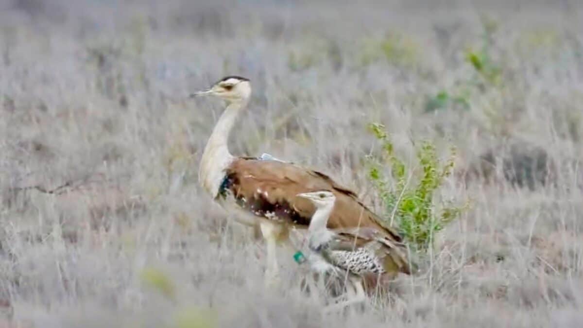 Great Indian Bustard Still On The Brink: Latest Survey Estimates Only 130 Birds Left As Threats Rise
