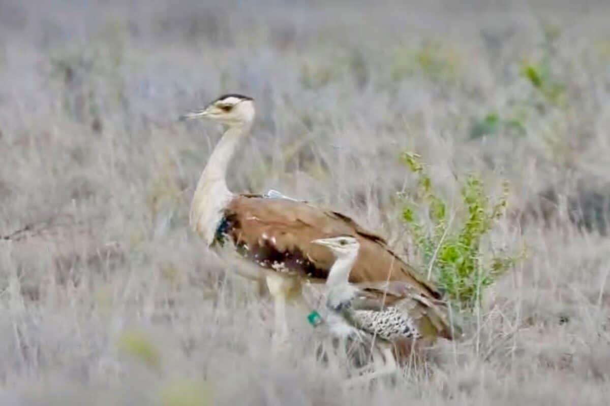 Great Indian Bustard Still On The Brink: Latest Survey Estimates Only 130 Birds Left As Threats Rise