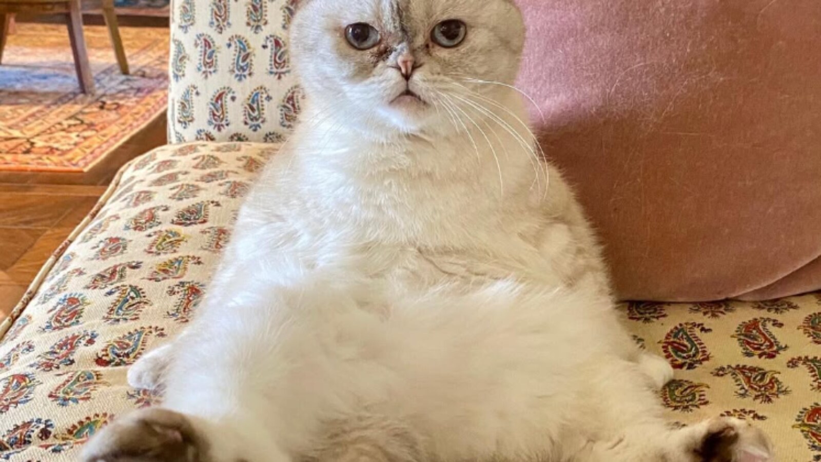 Meet Taylor Swift s Three Famous Cats Meredith Olivia And Benjamin Meet Taylor Swift s Three Famous Cats Meredith Olivia And Benjamin