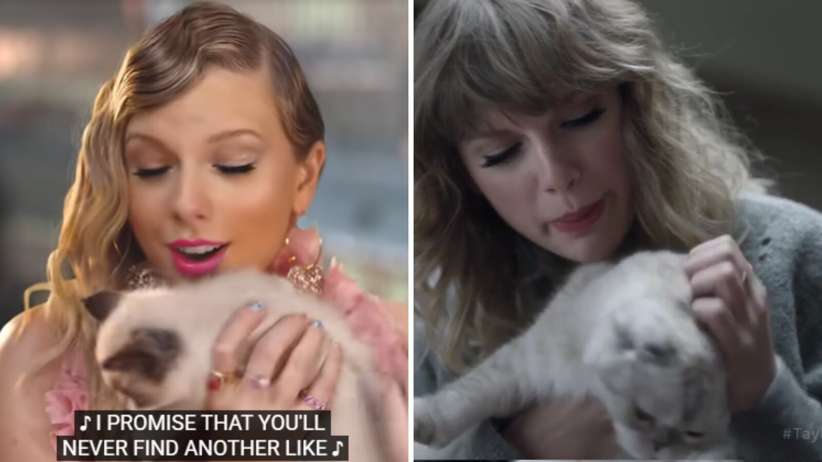 Meet Taylor Swift s Three Famous Cats Meredith Olivia And Benjamin
