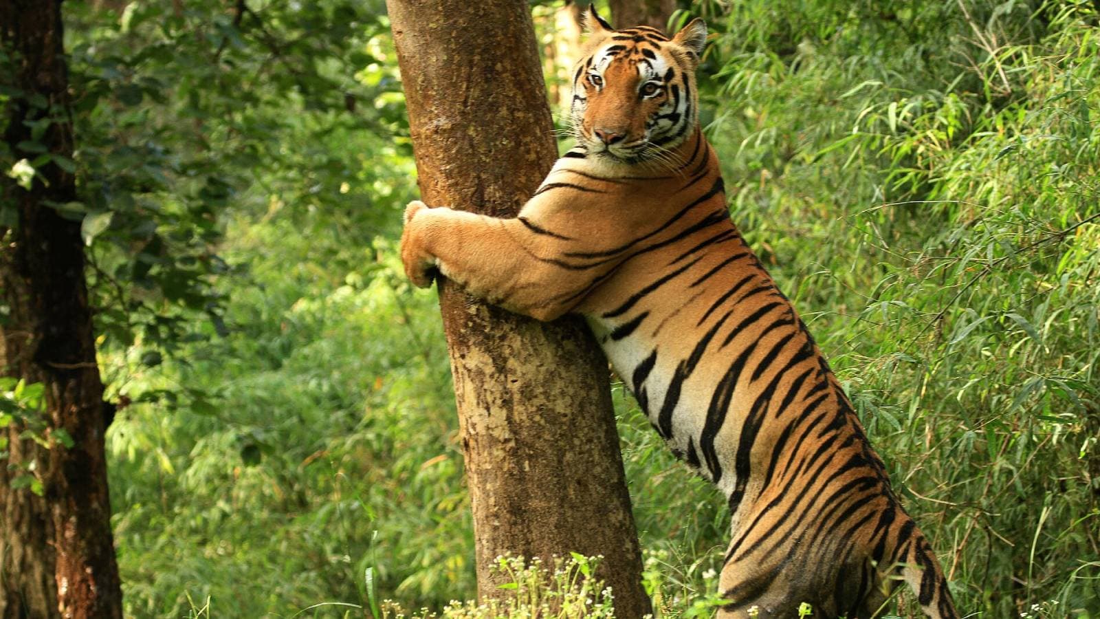 Beyond tourism, VANDARSHAN also focuses on conservation and community development. IRCTC and the Maharashtra Forest Department say the partnership aims to promote responsible tourism practices that protect wildlife habitats while creating sustainable livelihood opportunities for local communities living around protected forests.