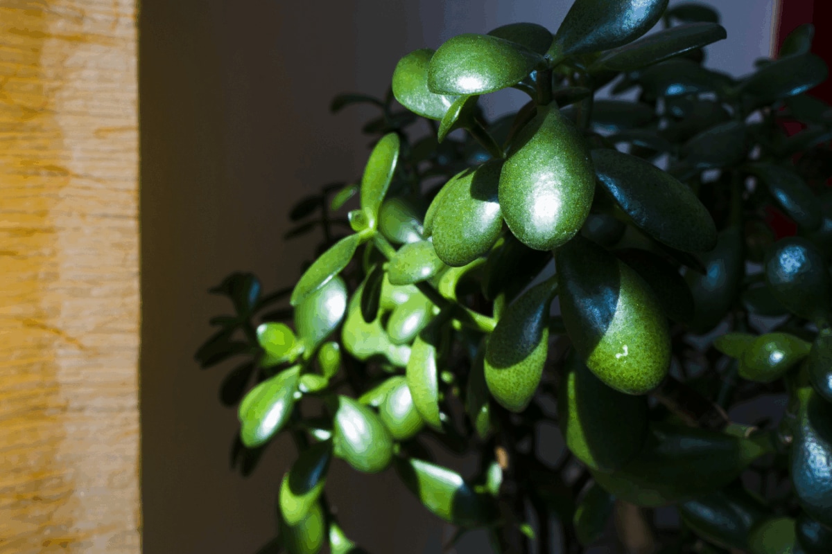 Vastu Tips For Ultra-Rich: Keep This Low-Maintenance Plant At Your Entrance To Attract Wealth And Good Fortune