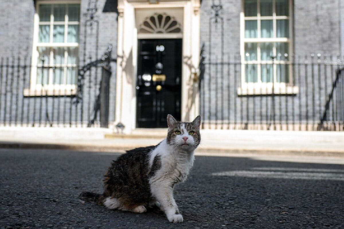 Larry The Cat Welcomes UK's New PM Andy Burnham With To-Do List: 'Breakfast At 9, Brunch At 10:30'