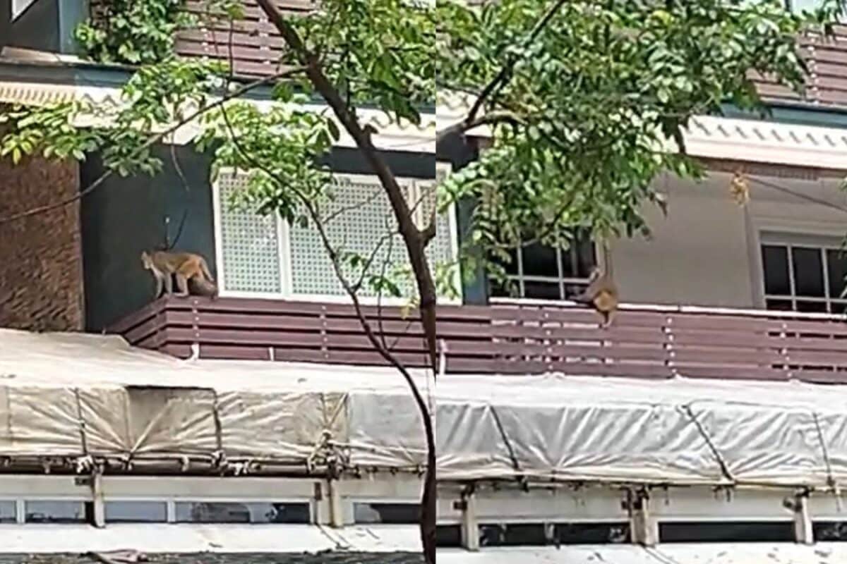 Mumbai's Most Unusual House Visitor? Monkey Menace At Raj Thackeray's Home, Police Called In