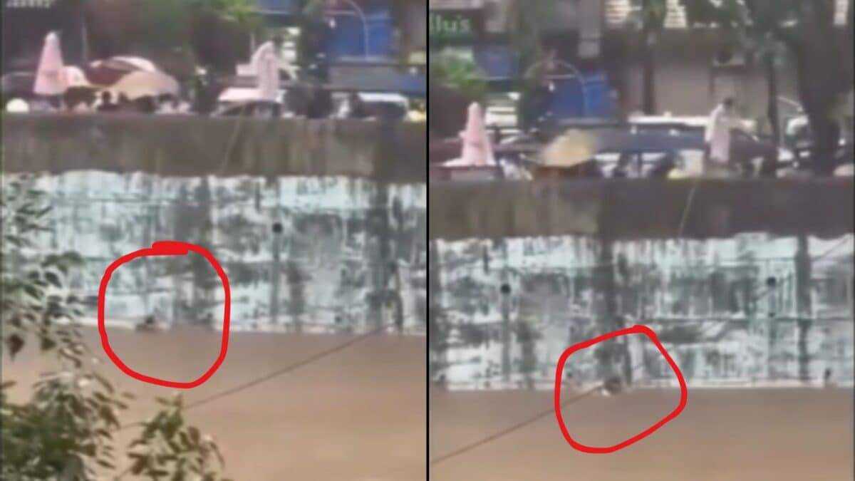 Mumbai Rains: Youth Falls Into Mithi River In Dahisar, Rescued By Fire Brigade | Video