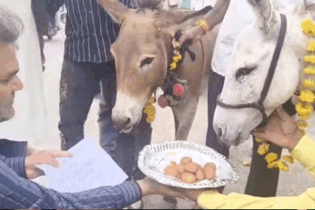 No Rain, Only Gulab Jamuns: Bhopal Residents Turn To Donkeys To Woo Monsoon