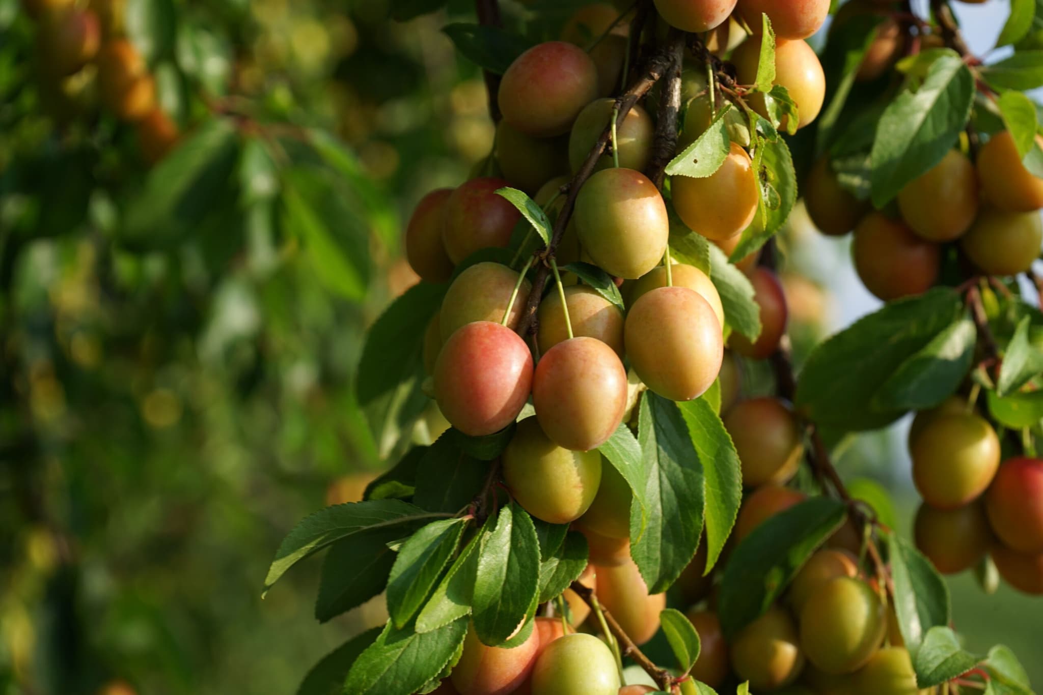 Karonda (Natal Plum): These small, sour, pink and white berries ripen during the peak of the Indian monsoon. Packed with vitamin C, iron, and essential minerals, they aid in blood purification, boost skin health, and prevent common waterborne infections that frequently arise now. Karonda (Natal Plum): These small, sour, pink and white berries ripen during the peak of the Indian monsoon. Packed with vitamin C, iron, and essential minerals, they aid in blood purification, boost skin health, and prevent common waterborne infections that frequently arise now.