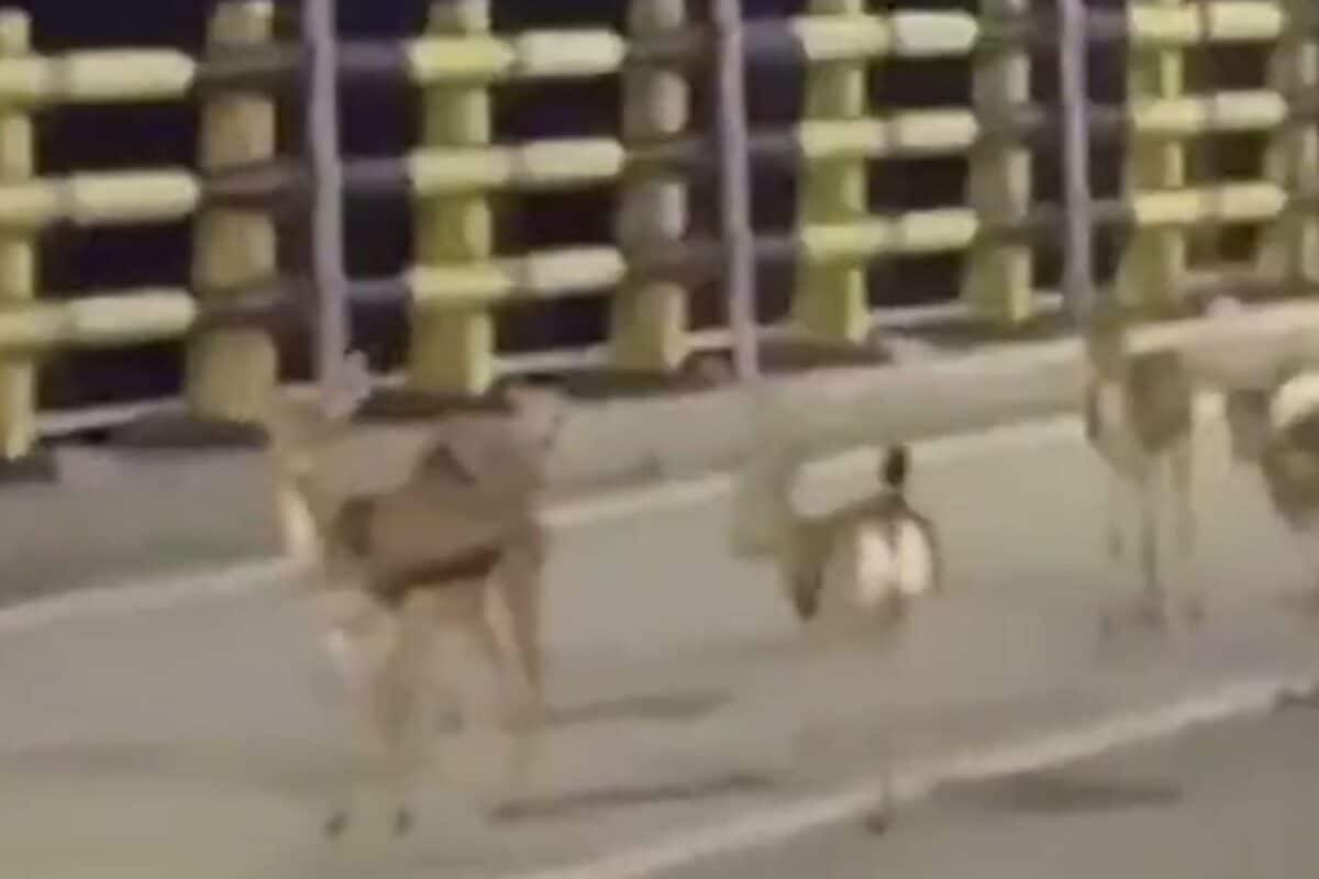 After Humans, Its Deer Fleeing US Strikes; Visuals Emerge From Iran's Kharg Island