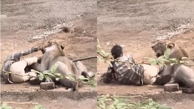 Viral Video: Lion Attacks Man Near His Home In Gujarat's Palitana, Villagers Throw Stones To Rescue Him | Viral News - News18
