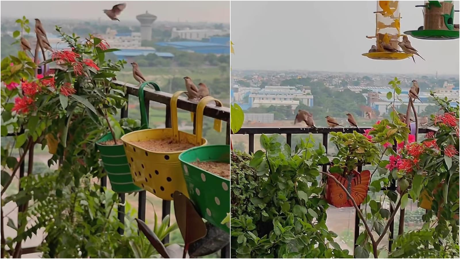 When she returned to Noida, the absence of birds felt sharp and she could not stop thinking about it. Eventually, she began noticing what had been missing around her for years – “There was so much concrete everywhere, and hardly any space for birds.” In 2023, she decided to take small steps. She added plants, kept bowls of water, and placed different kinds of grains and then she waited. (Image: Instagram/@kindnestbyekta) When she returned to Noida, the absence of birds felt sharp and she could not stop thinking about it. Eventually, she began noticing what had been missing around her for years – “There was so much concrete everywhere, and hardly any space for birds.” In 2023, she decided to take small steps. She added plants, kept bowls of water, and placed different kinds of grains and then she waited. (Image: Instagram/@kindnestbyekta)