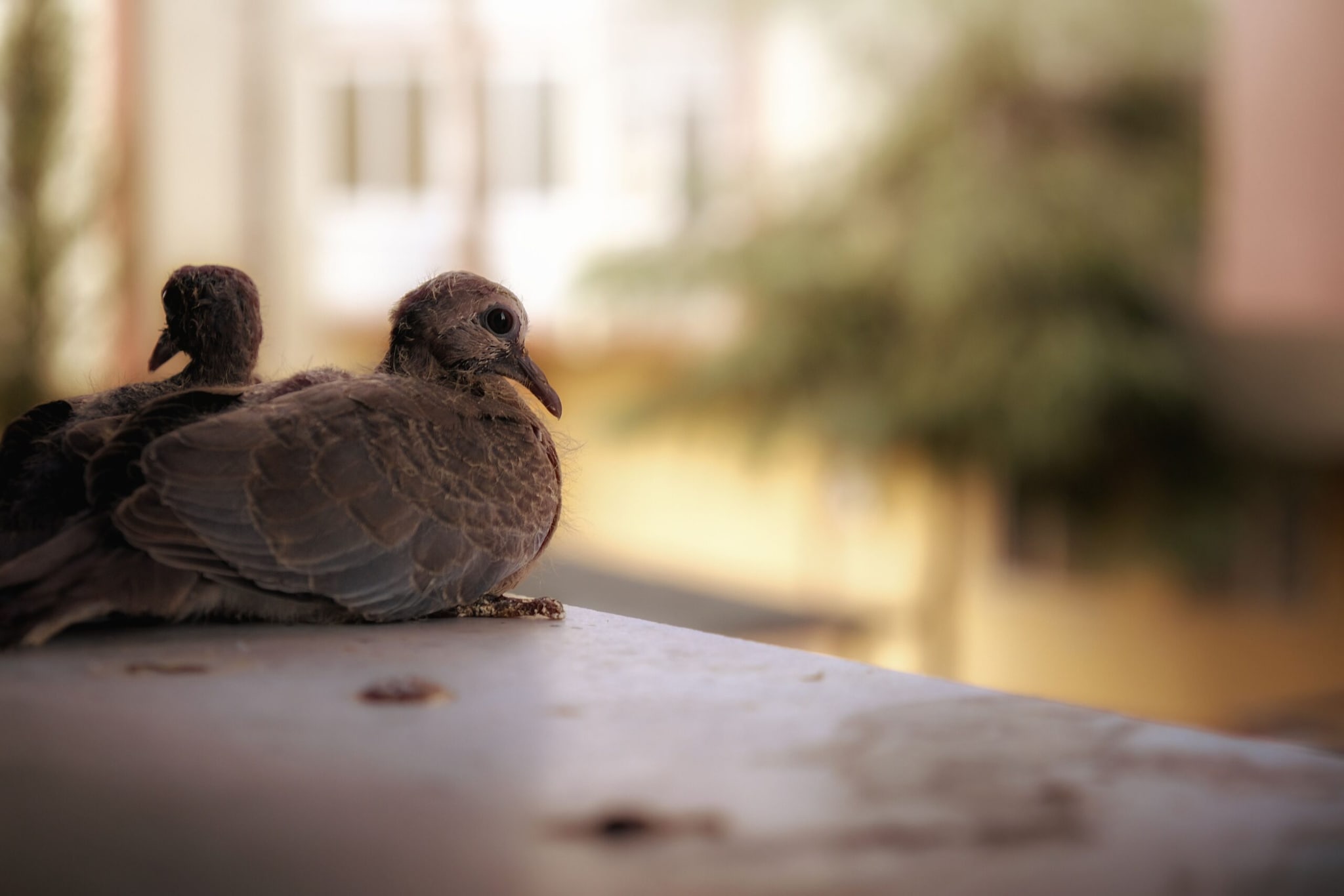 For nearly three and a half months, no birds came. Later, one morning, she heard a sound she had been waiting for. It was a sparrow. It had been over a decade since she had seen one in her neighbourhood. After, three and a half years, her balcony welcomes nearly 200 birds every day. Watching this every morning, the artist realised that the birds were not coming only for food, but because of the space that made them feel safe. (Representative Image: Pexels) For nearly three and a half months, no birds came. Later, one morning, she heard a sound she had been waiting for. It was a sparrow. It had been over a decade since she had seen one in her neighbourhood. After, three and a half years, her balcony welcomes nearly 200 birds every day. Watching this every morning, the artist realised that the birds were not coming only for food, but because of the space that made them feel safe. (Representative Image: Pexels)
