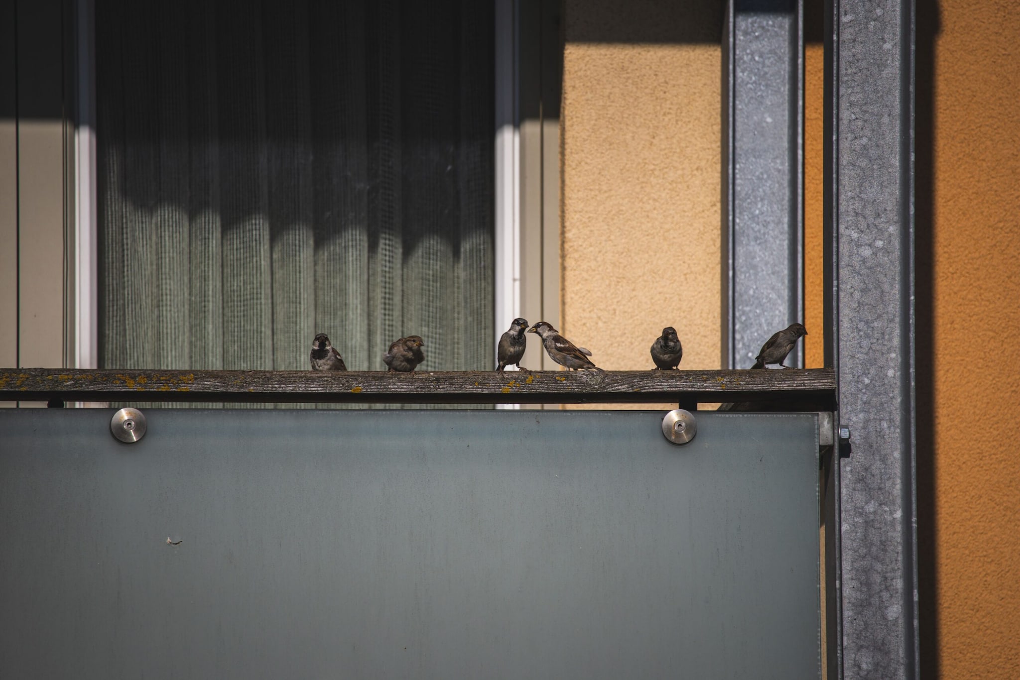 Today, her balcony has over than 50 varieties of plants, layered to give birds shelter and enough space to move. What started as an experiment has now become a daily ritual. (Representative Image: Pexels) Today, her balcony has over than 50 varieties of plants, layered to give birds shelter and enough space to move. What started as an experiment has now become a daily ritual. (Representative Image: Pexels)