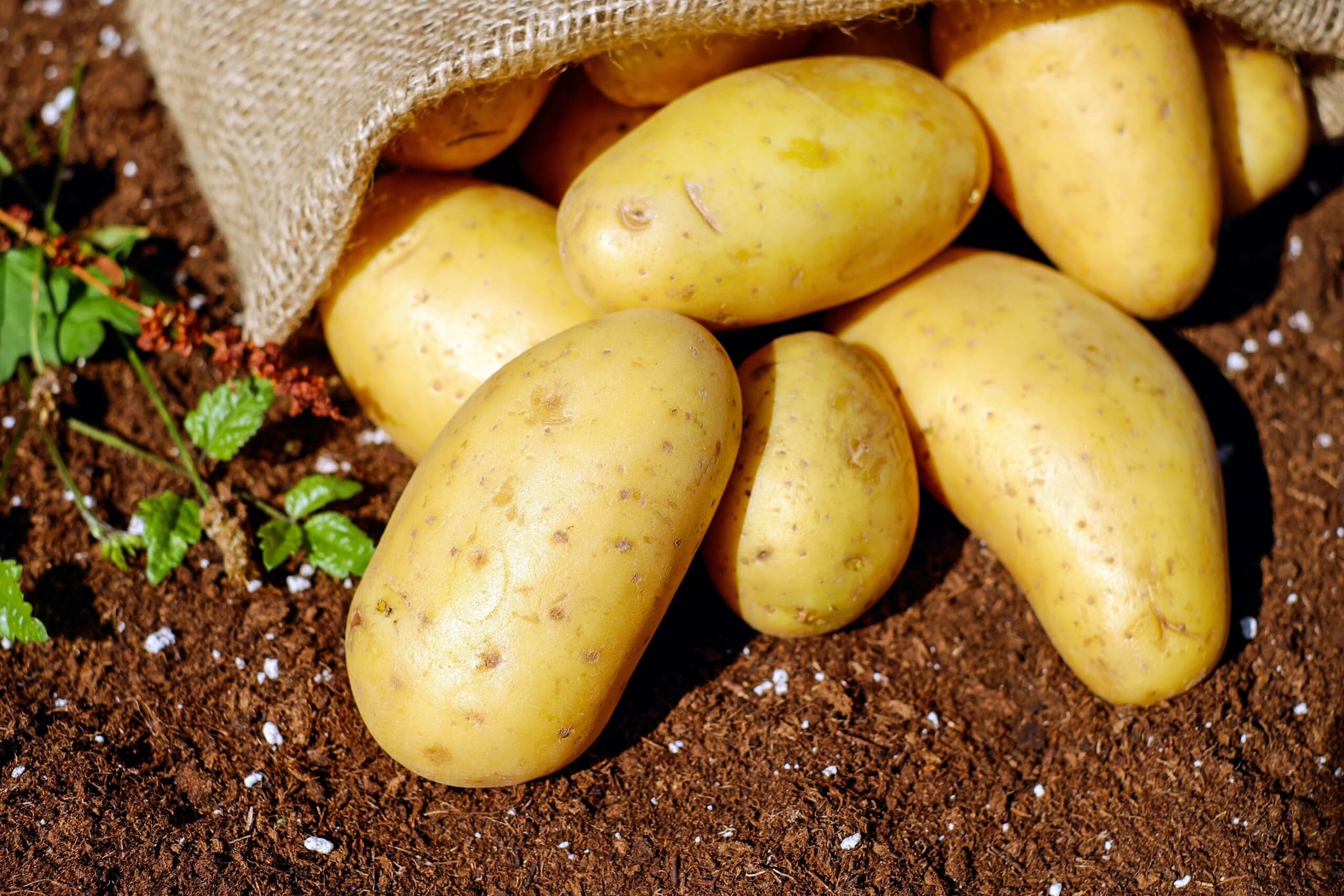 Potatoes: Cold temperatures can turn the starch in potatoes into sugar, which can affect their taste and texture. Store potatoes in a cool, dark and well-ventilated place instead. Potatoes: Cold temperatures can turn the starch in potatoes into sugar, which can affect their taste and texture. Store potatoes in a cool, dark and well-ventilated place instead.