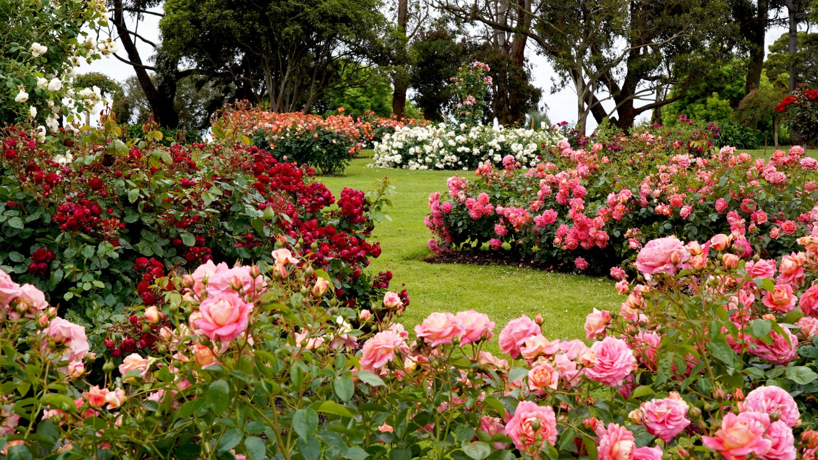 5 Best Rose Varieties To Grow During The Monsoon For A Colourful, Fragrant Garden 1