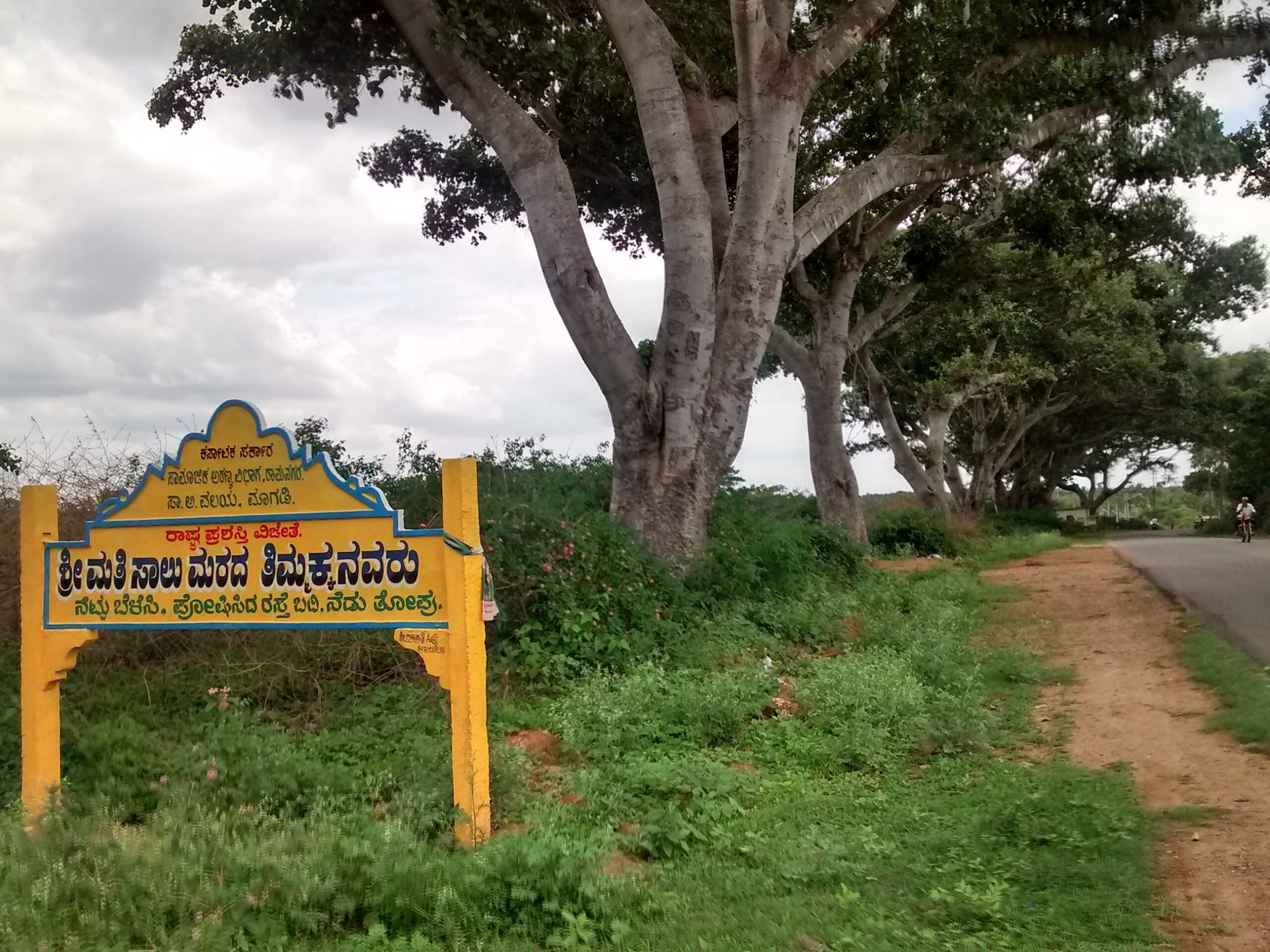 Saalumarada Thimmakka, along with her husband, has raised nearly 8,000 trees and has become a... Saalumarada Thimmakka, along with her husband, has raised nearly 8,000 trees and has become a...