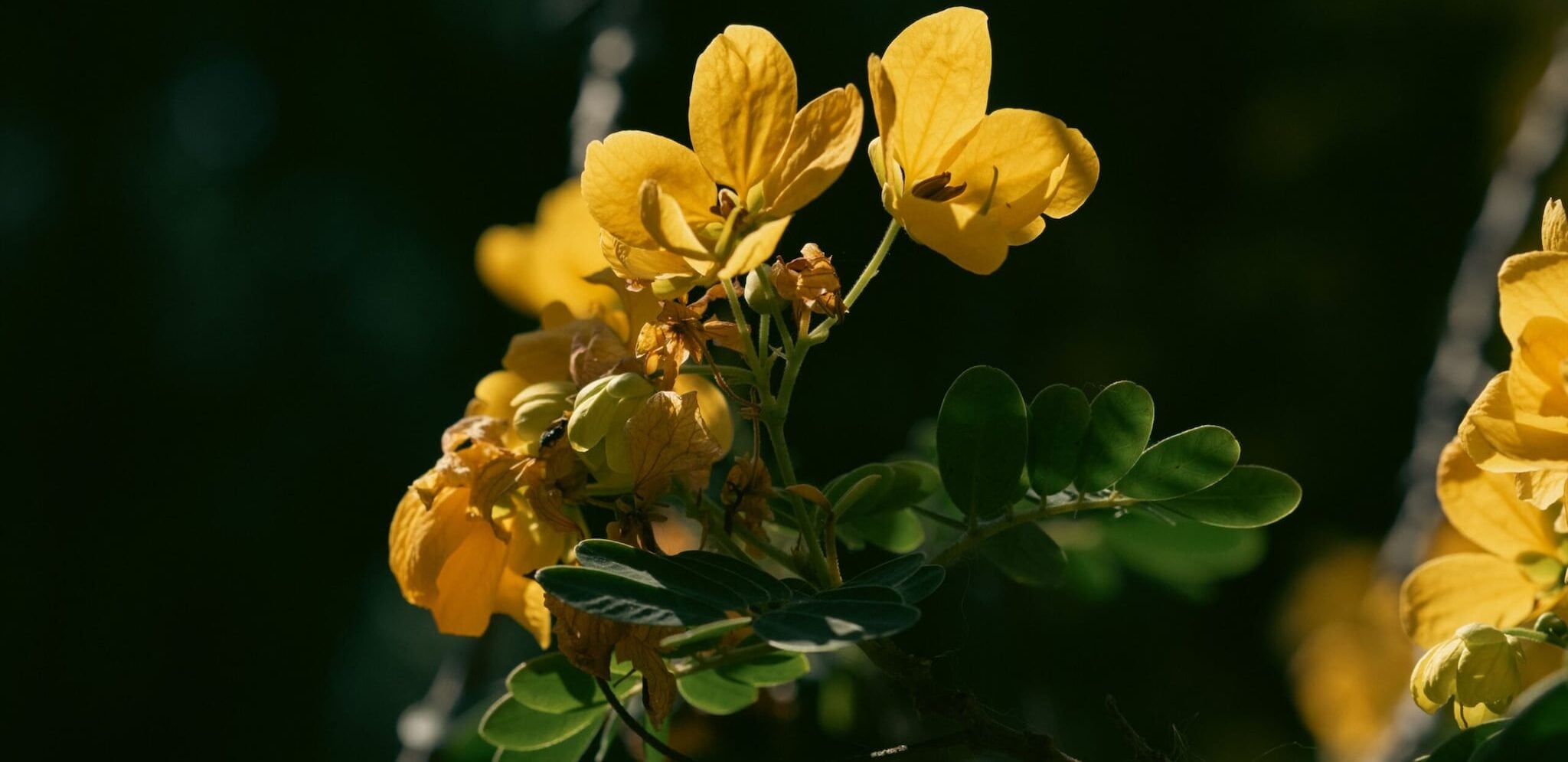 Takla (Sickle Senna): This wild, leafy green sprouts abundantly in Maharashtra at the very onset of the rainy season. Prepared as a simple stir fry, it is highly valued in Ayurveda for its powerful anti inflammatory properties, treating skin ailments and preventing monsoon indigestion. Takla (Sickle Senna): This wild, leafy green sprouts abundantly in Maharashtra at the very onset of the rainy season. Prepared as a simple stir fry, it is highly valued in Ayurveda for its powerful anti inflammatory properties, treating skin ailments and preventing monsoon indigestion.