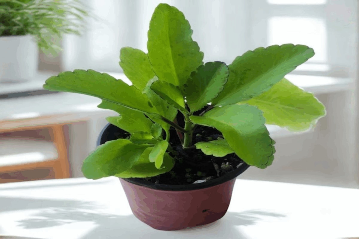 This Common Houseplant, Known As The 'Stone Breaker' In Ayurveda, Is Believed To Help With Kidney Stones