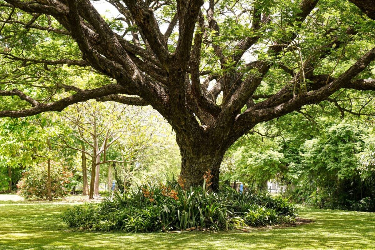 GK: What Is The Difference Between Trees And Plants?
